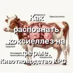 коксиеллез