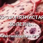 КРОВОПЯТНИСТАЯ БОЛЕЗНЬ