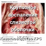 Крупозное воспаление слизистой оболочки носа.