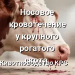 Носовое кровотечение у крупного рогатого скота