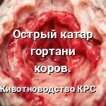 ОСТРЫЙ КАТАРАЛЬНЫЙ ЛАРИНГИТ