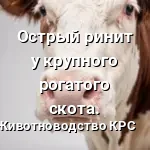 ОСТРЫЙ КАТАРАЛЬНЫЙ РИНИТ