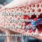 Патофизиология барьерных систем у КРС