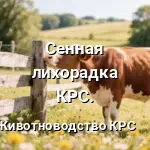 Сенная лихорадка КРС