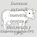 схема корова