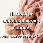 слюная железа