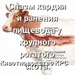 Спазм кардии и ранения пищевода у крупного рогатого скота