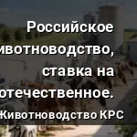 ставка на отечественное. коровы