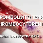 ТРОМБОЦИТОПЕНИЯ (THROMBOCYTOPENIA).
