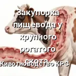 закупорка пищевода