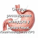 желудок