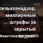 Корова под «цифровым прицелом»