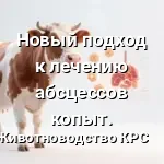 лечению абсцессов копыт