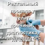 осматривают новорожденного теленка