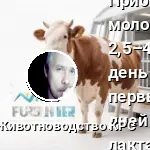 Прибавка молока коровы