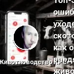 Топ 5 ошибок в уходе за скотом
