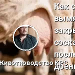 вымя